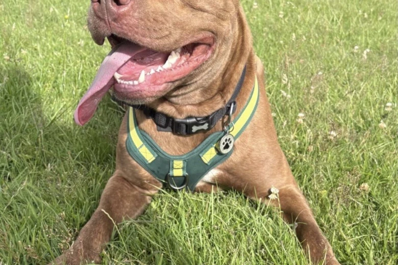 Cane Corso