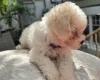Cavachon