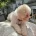 Cavachon
