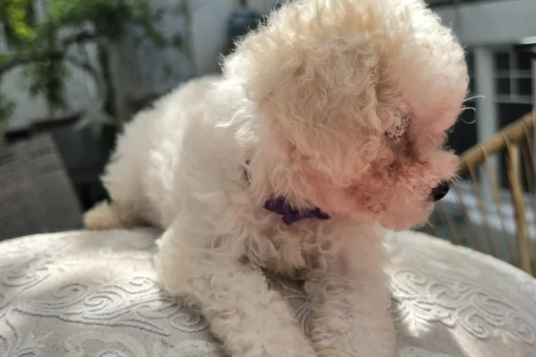 Cavachon