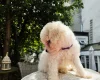 Cavachon