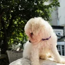 Cavachon