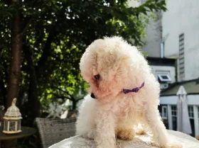 Cavachon