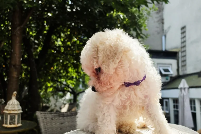 Cavachon