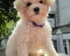 Cavachon