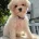 Cavachon