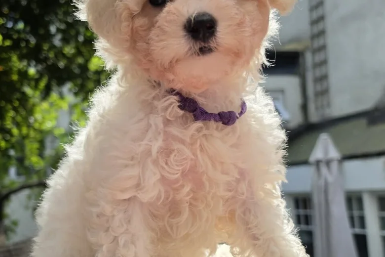 Cavachon