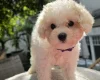 Cavachon