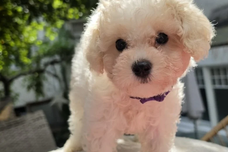 Cavachon