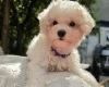 Cavachon