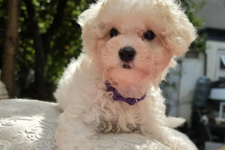 Cavachon