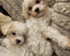 Cavachon