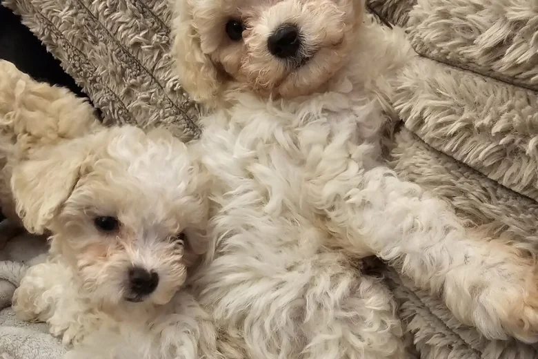 Cavachon