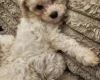 Cavachon