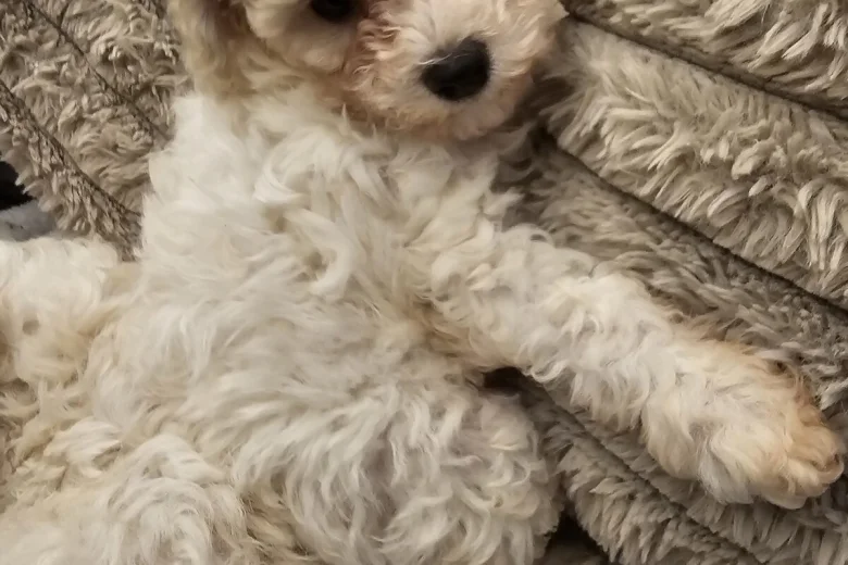 Cavachon