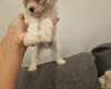 Cavachon