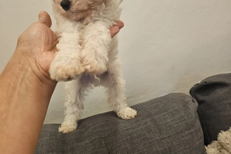 Cavachon