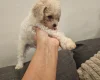 Cavachon