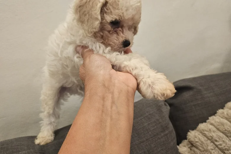 Cavachon