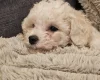 Cavachon