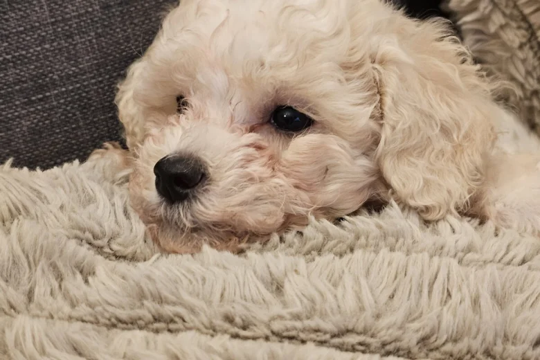 Cavachon
