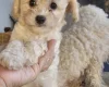 Cavachon