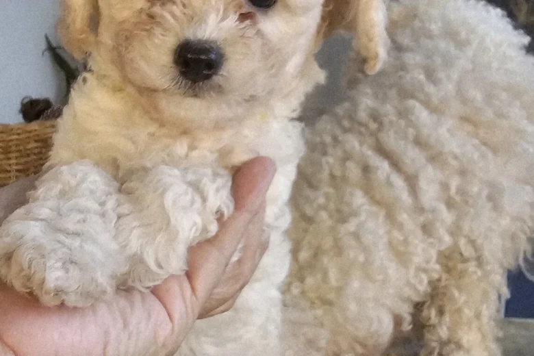 Cavachon