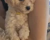 Cavachon