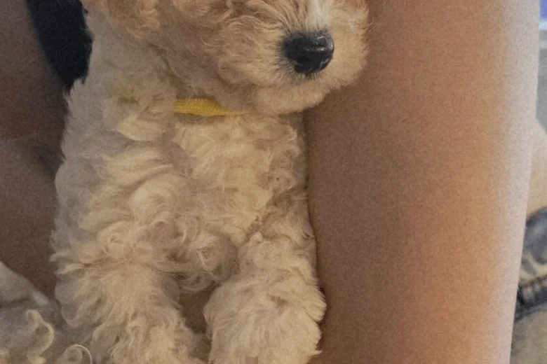 Cavachon