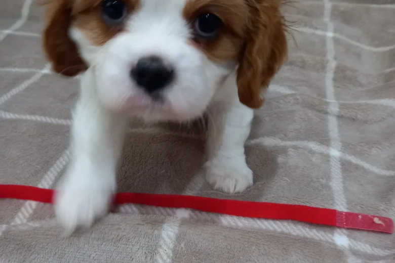 Cavalier King Charles Spaniel