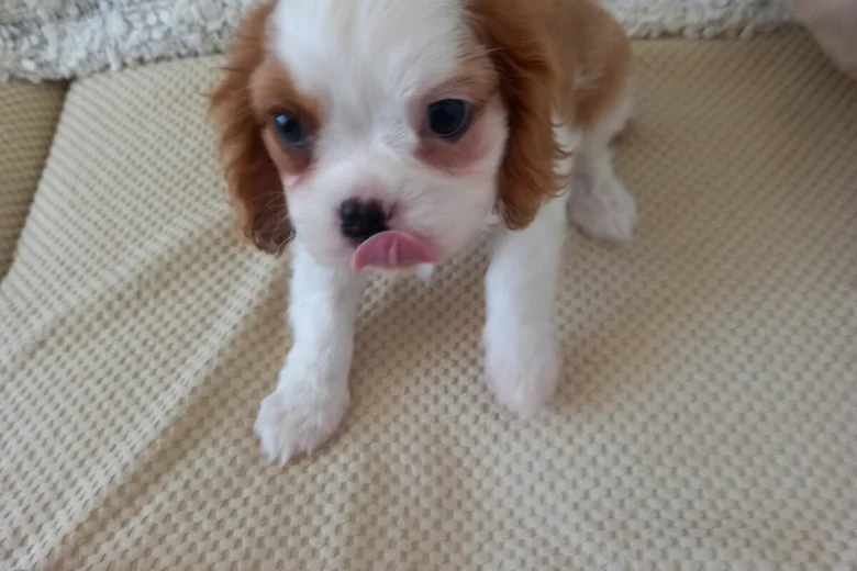 Cavalier King Charles Spaniel