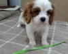 Cavalier King Charles Spaniel
