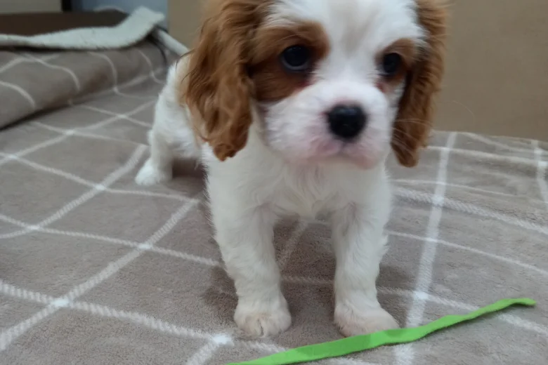 Cavalier King Charles Spaniel