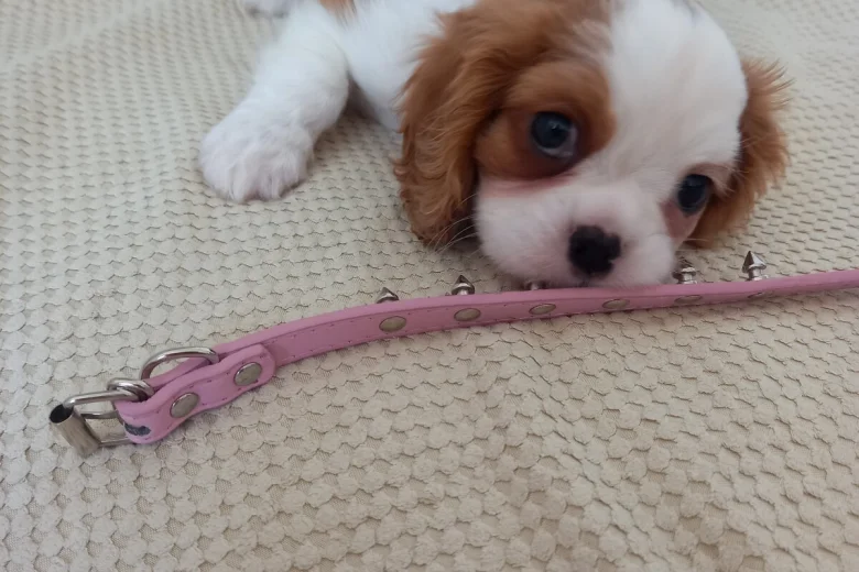 Cavalier King Charles Spaniel