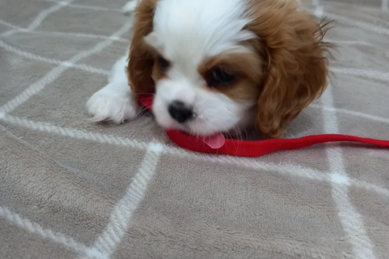 Cavalier King Charles Spaniel