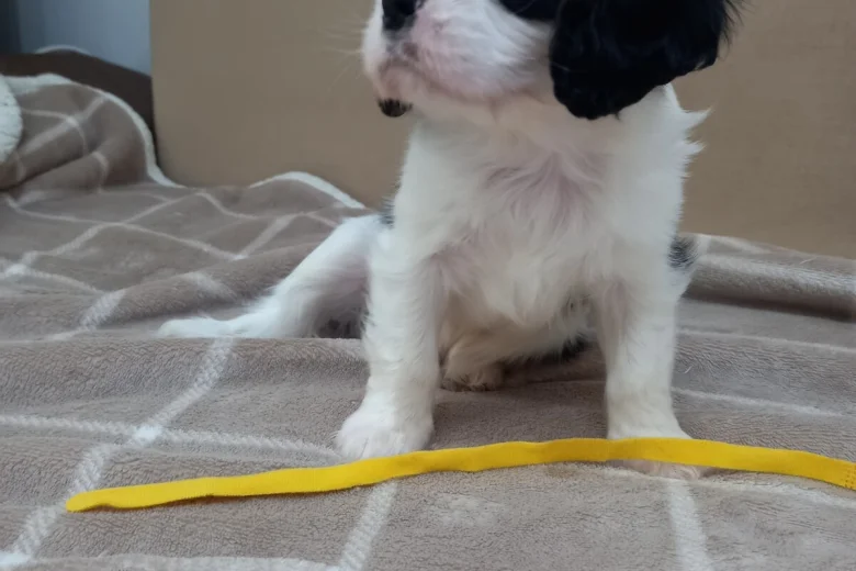 Cavalier King Charles Spaniel