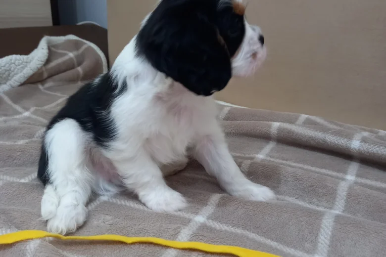 Cavalier King Charles Spaniel