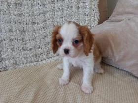 Cavalier King Charles Spaniel