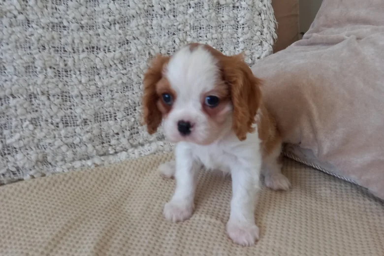 Cavalier King Charles Spaniel