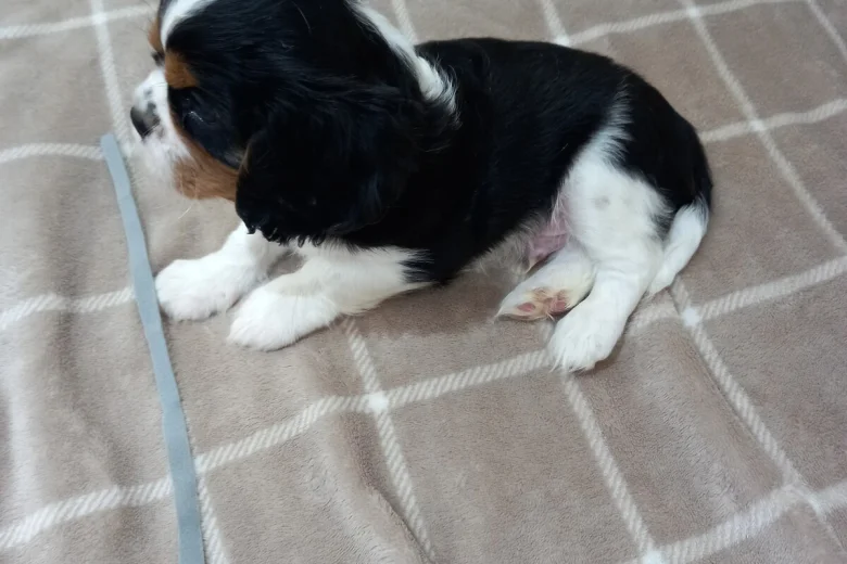 Cavalier King Charles Spaniel