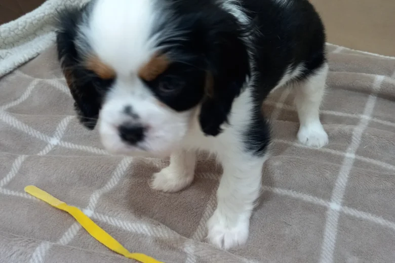 Cavalier King Charles Spaniel