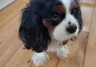 Stud
