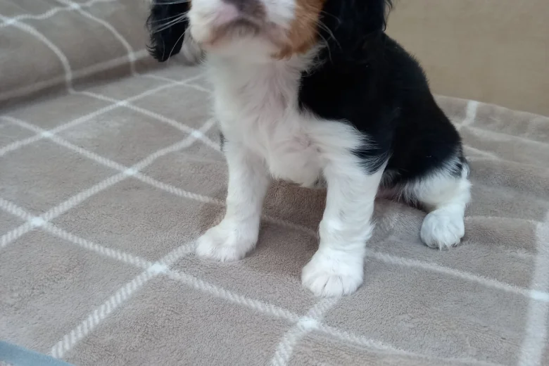 Cavalier King Charles Spaniel