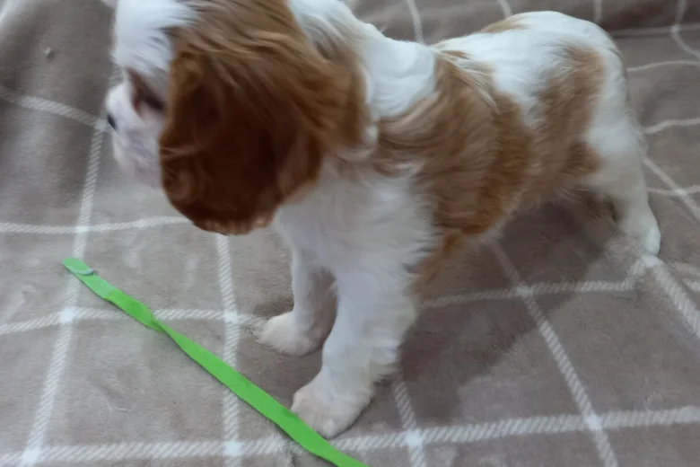 Cavalier King Charles Spaniel