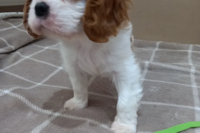Cavalier King Charles Spaniel