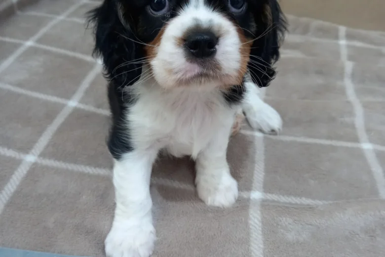 Cavalier King Charles Spaniel