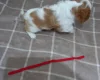 Cavalier King Charles Spaniel