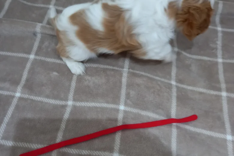 Cavalier King Charles Spaniel
