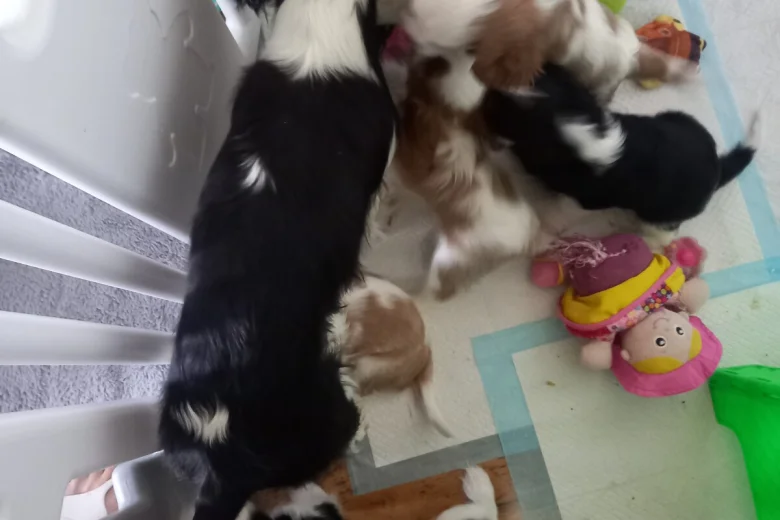 Cavalier King Charles Spaniel