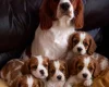 Cavalier King Charles Spaniel